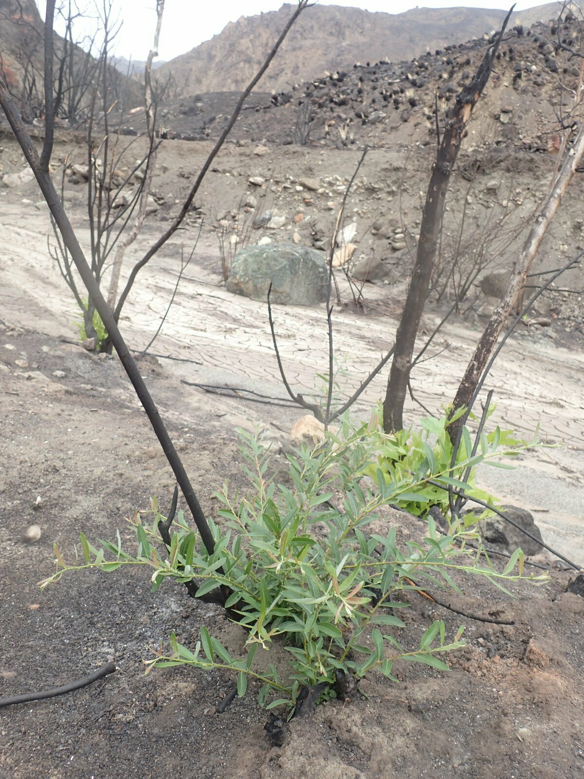 High Resolution Baccharis salicifolia Fire recovery